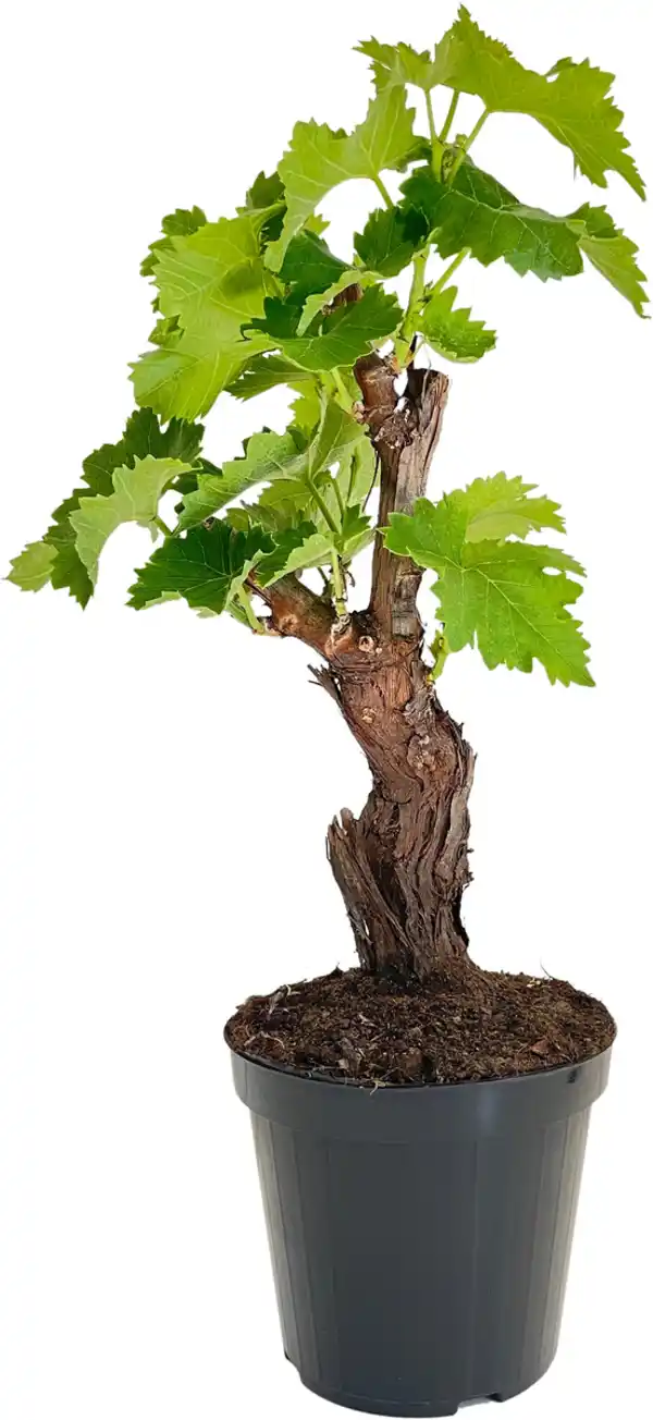 Bild 1 von Weinrebe Vitis Vinifera H 35 cm 16 cm Topf