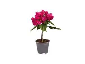 Bougainvillea Stamm