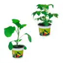 Bild 1 von GARDENLINE Gemüsepflanze