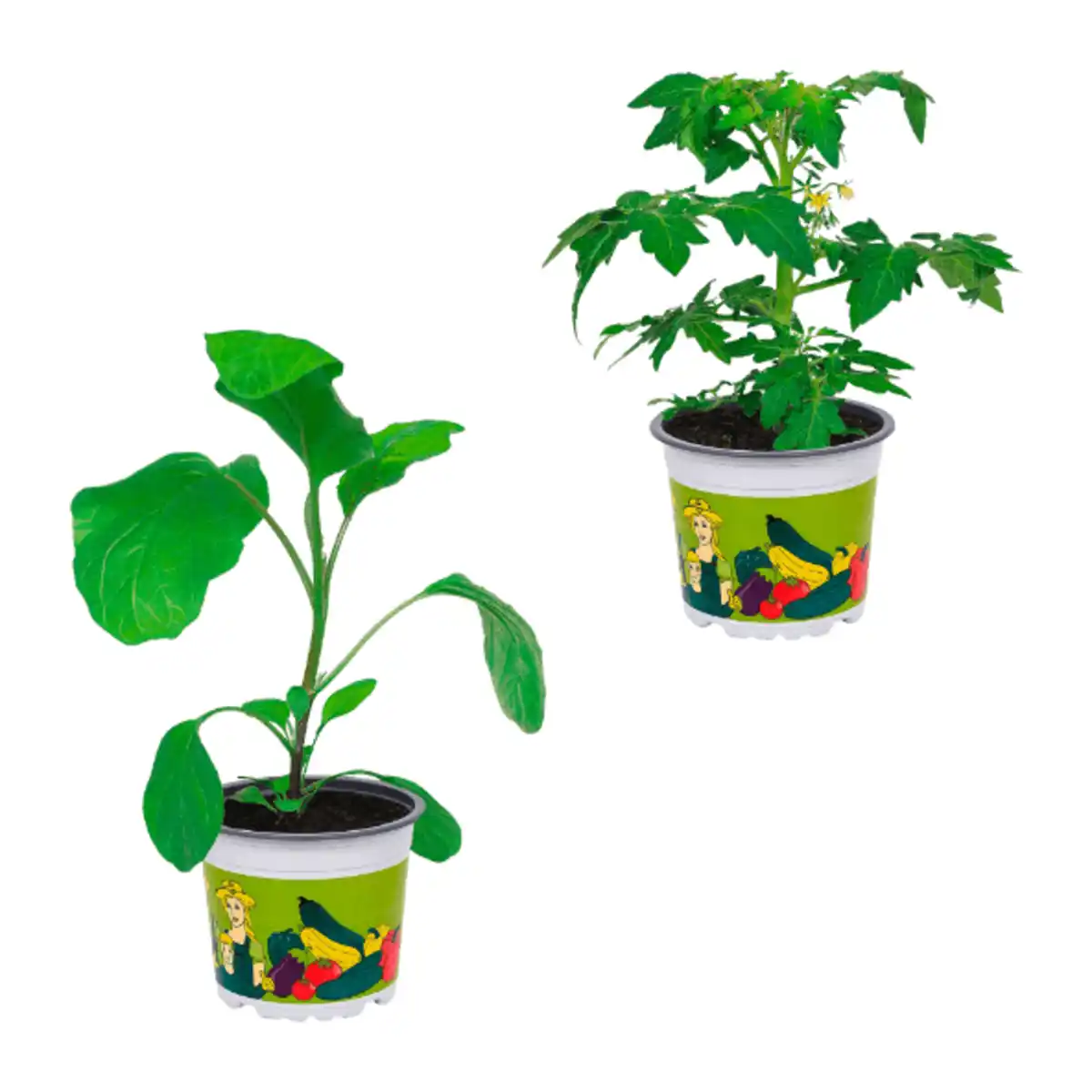 Bild 1 von GARDENLINE Gemüsepflanze