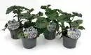 Bild 1 von Wilde Malve Malva sylvestris 13 cm Topf