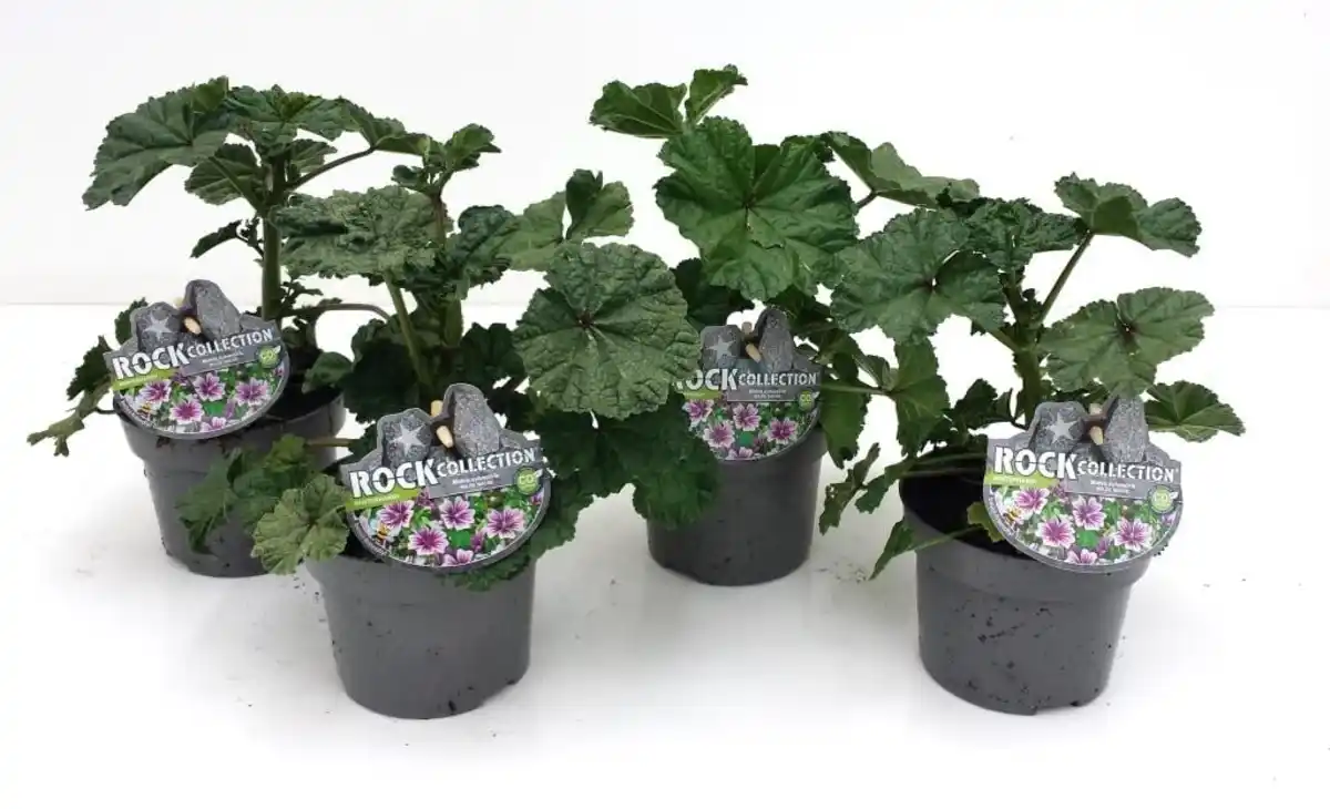Bild 1 von Wilde Malve Malva sylvestris 13 cm Topf
