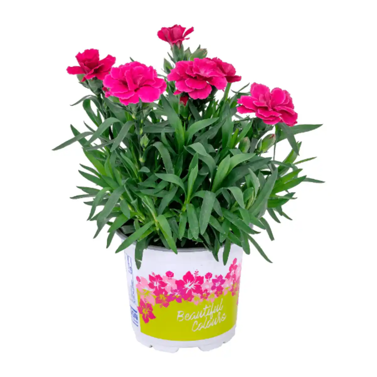 Bild 4 von GARDENLINE Nelken