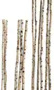 Bild 1 von Birkenstamm 180 cm ø 4-6 cm