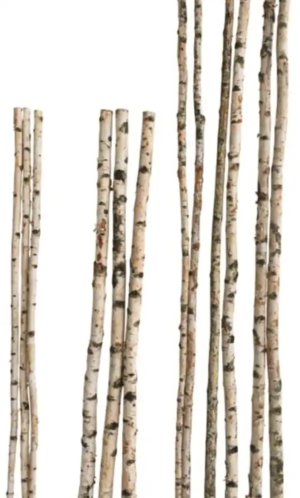 Bild 1 von Birkenstamm 180 cm ø 4-6 cm