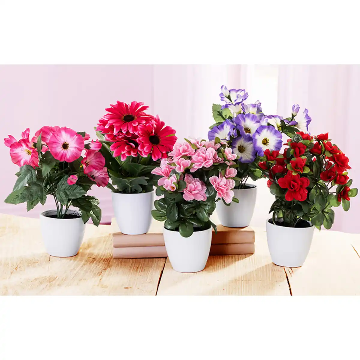 Bild 1 von Bella Casa Deko-Blühpflanzen