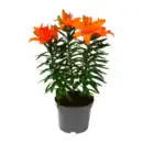 Bild 2 von GARDENLINE Lilien / Lavendel