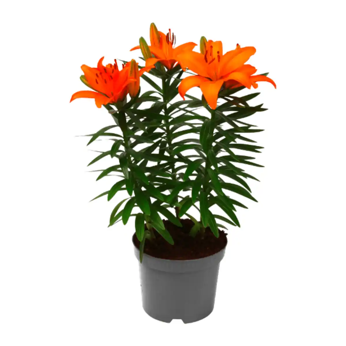 Bild 2 von GARDENLINE Lilien / Lavendel