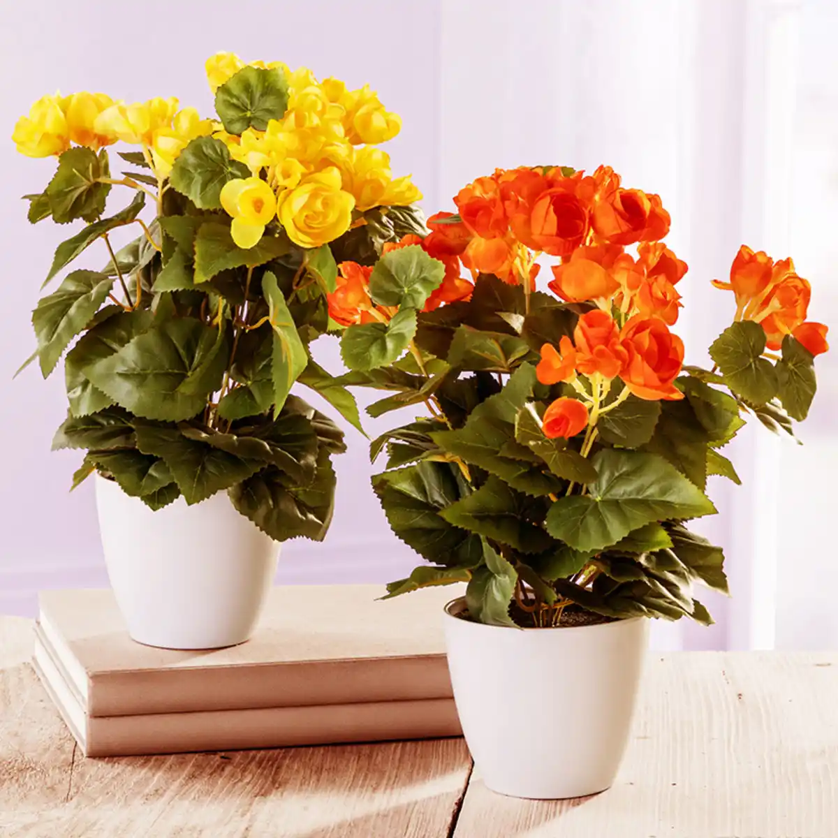 Bild 1 von Bella Casa Deko-Begonienbusch