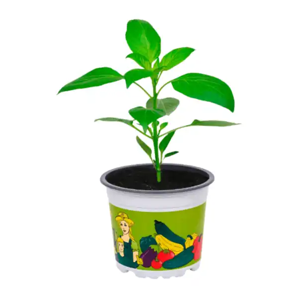 Bild 3 von GARDENLINE Gemüsepflanze