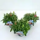 Bild 1 von Löwenmäulchen Antirrhinum majus 13 cm Topf