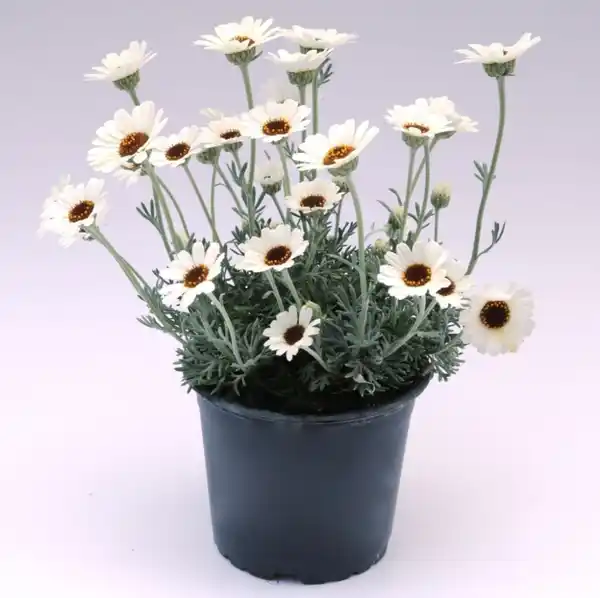 Bild 1 von Marokkanische Margerite Rhodanthemum H ca 25 cm 13 cm Topf