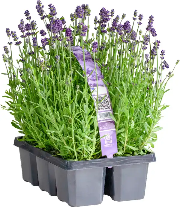 Bild 1 von Lavendel angustifolia 6-Pack