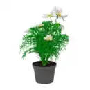 Bild 4 von GARDENLINE Stauden / Sommerblumen