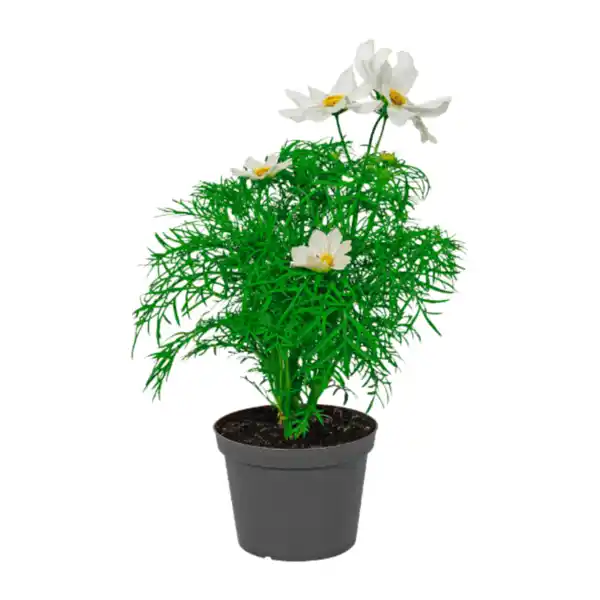 Bild 4 von GARDENLINE Stauden / Sommerblumen