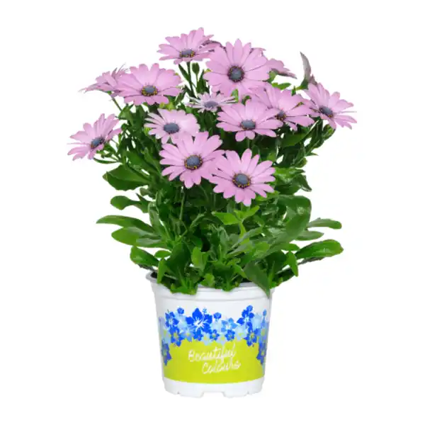 Bild 2 von GARDENLINE Kapmargeriten