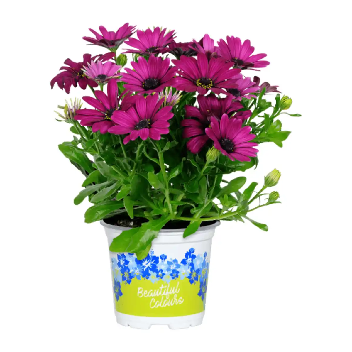 Bild 3 von GARDENLINE Kapmargeriten