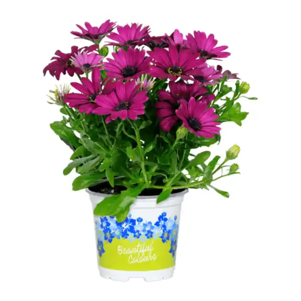 Bild 3 von GARDENLINE Kapmargeriten