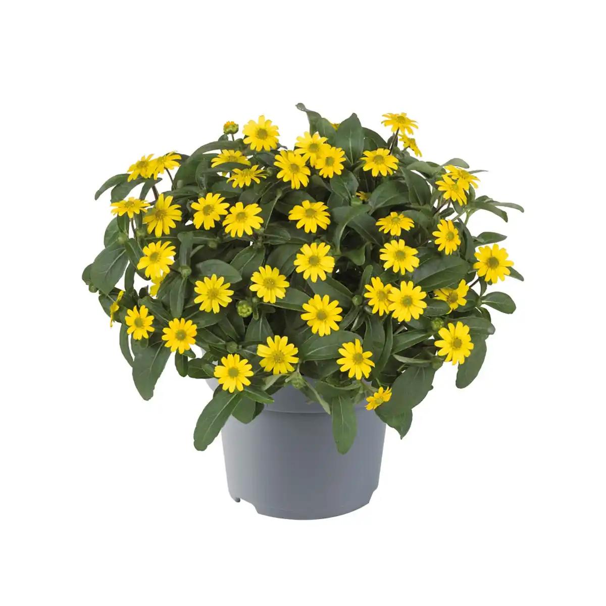 Bild 1 von GARDENLINE Beetpflanzen Mix