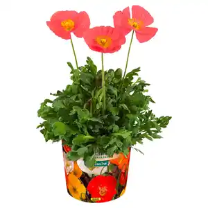 GARDENLINE Islandmohn