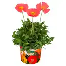 Bild 1 von GARDENLINE Islandmohn