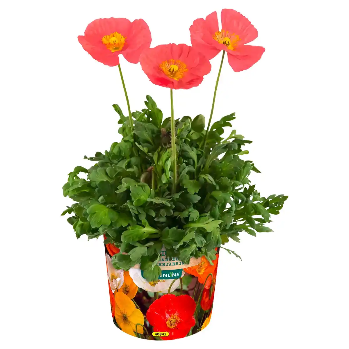 Bild 1 von GARDENLINE Islandmohn