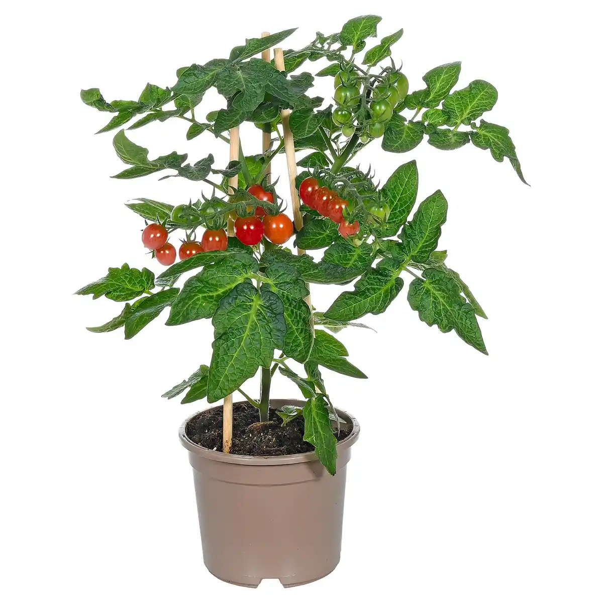 Bild 1 von GARDENLINE Napoleon Tomate