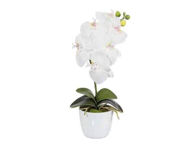 Bild 1 von Kunstblume Orchidee