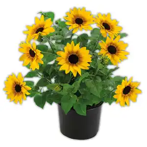 Sonnenblume "SUNbelievable™"