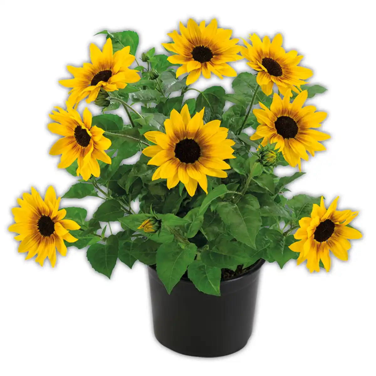 Bild 1 von Sonnenblume "SUNbelievable™"