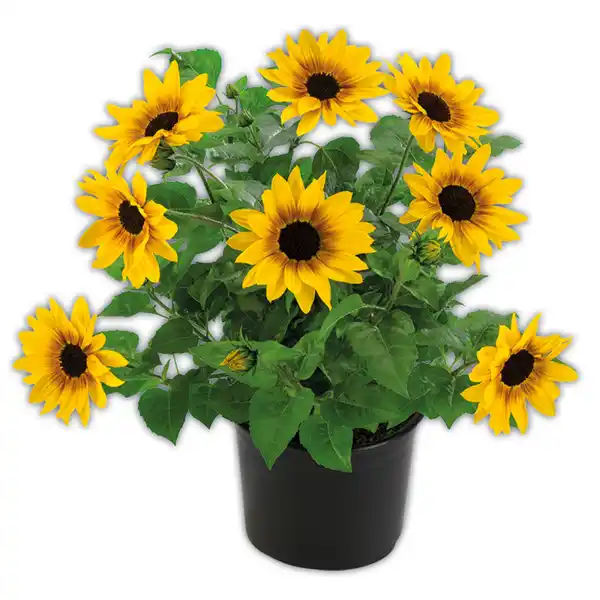 Bild 1 von Sonnenblume "SUNbelievable™"