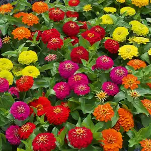 Zinnien