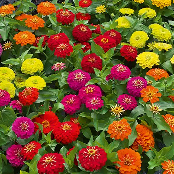 Bild 1 von Zinnien