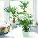 Bild 1 von Finest Garden Palme XL