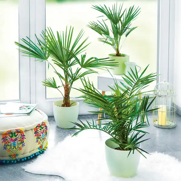 Bild 1 von Finest Garden Palme XL