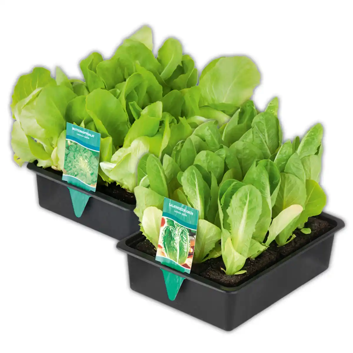 Bild 1 von Gemüsepflanzen-Mix