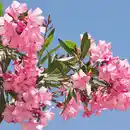 Bild 2 von Oleander Midi