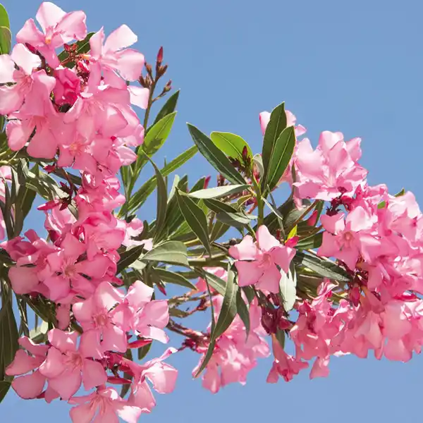 Bild 2 von Oleander Midi