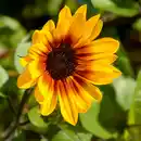 Bild 2 von Sonnenblume "SUNbelievable™"