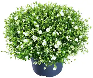 Sommerstauden XL