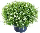 Bild 1 von Sommerstauden XL