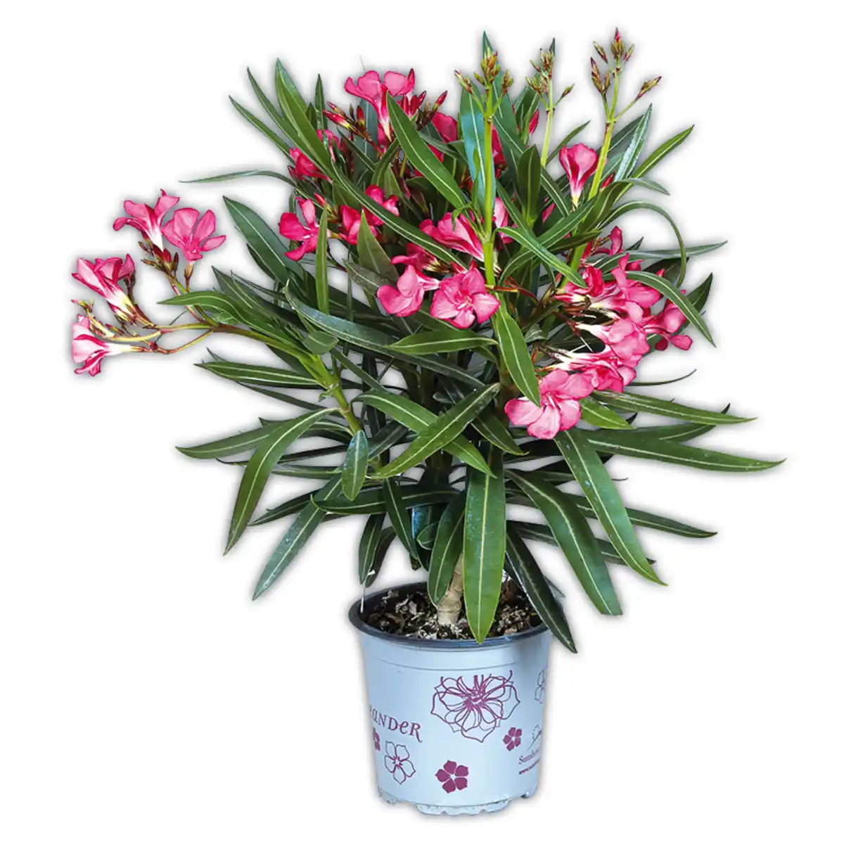 Bild 1 von Oleander Midi