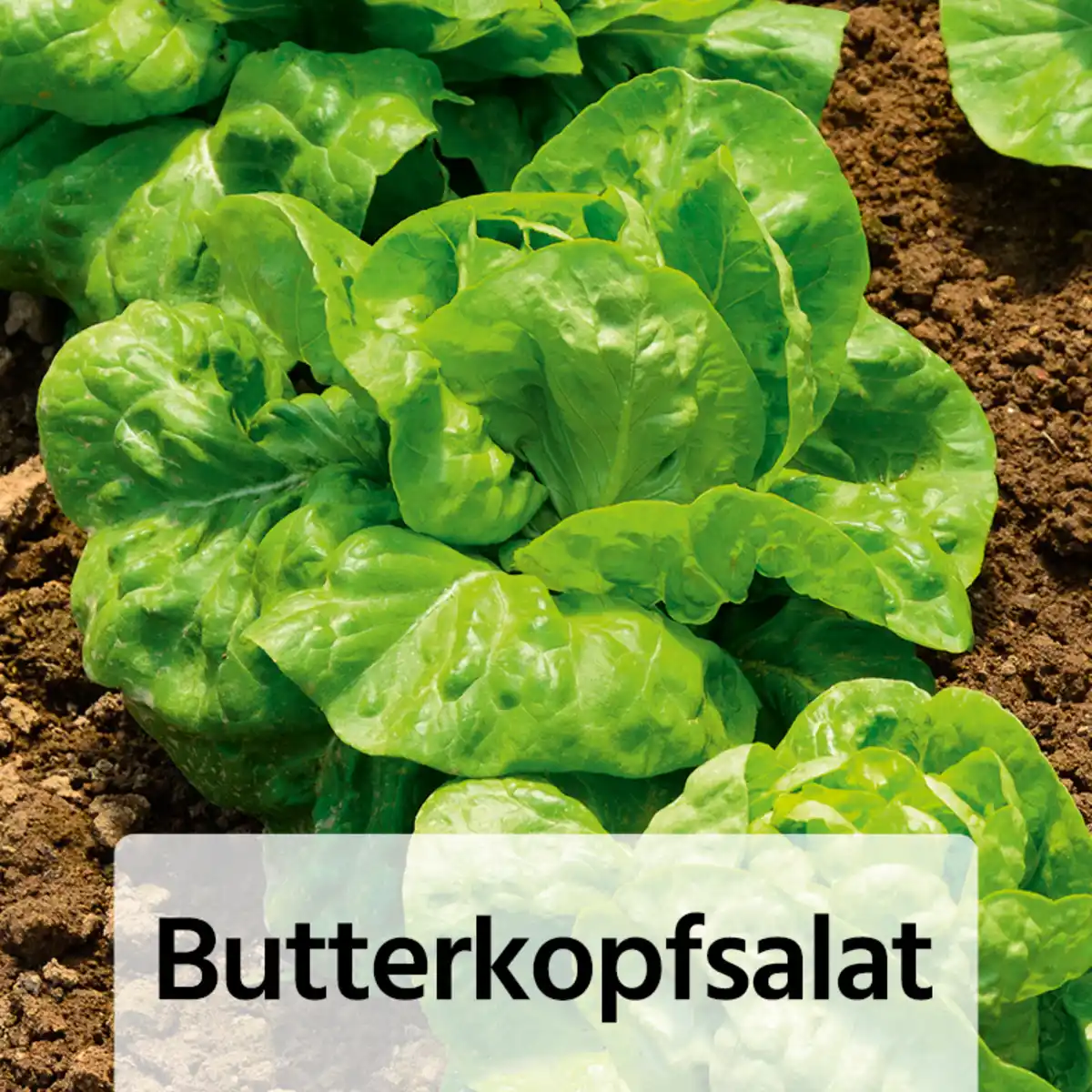 Bild 2 von Gemüsepflanzen-Mix