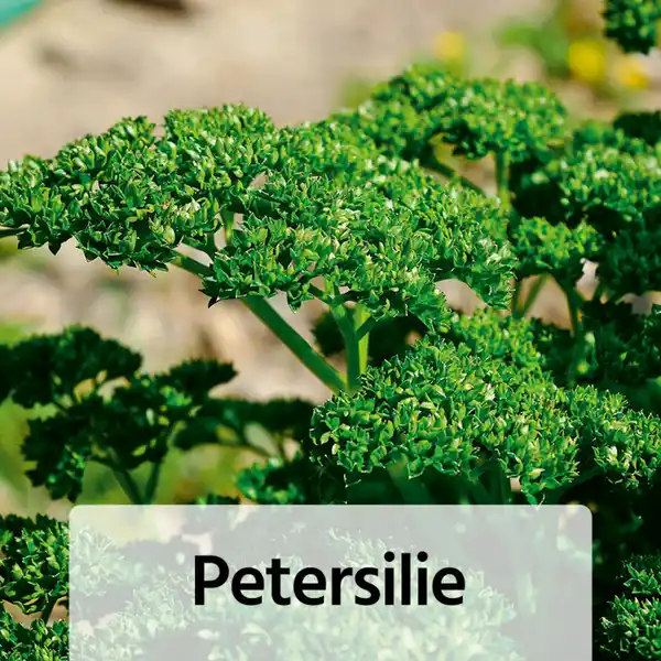 Bild 4 von Gemüsepflanzen-Mix