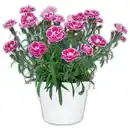 Bild 1 von Topfnelken-Mix