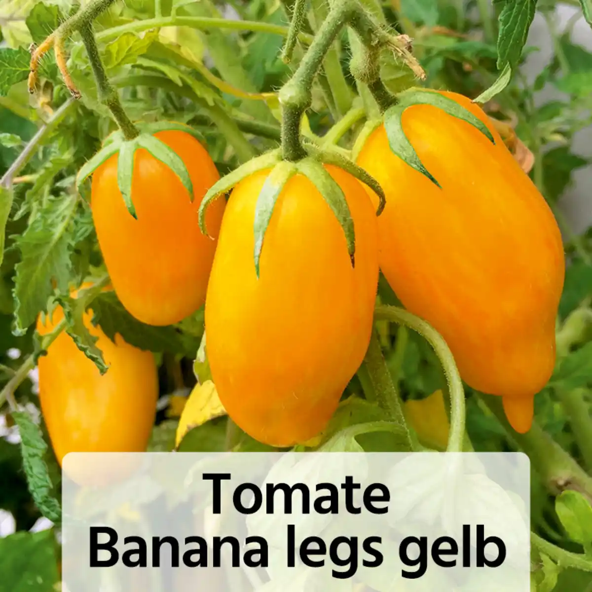 Bild 4 von Fruchtgemüse / Tomaten