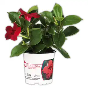 Dipladenia