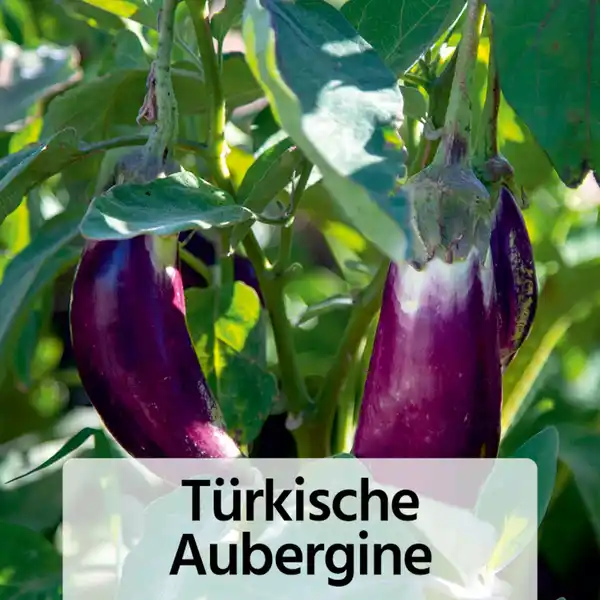 Bild 2 von Fruchtgemüse / Tomaten