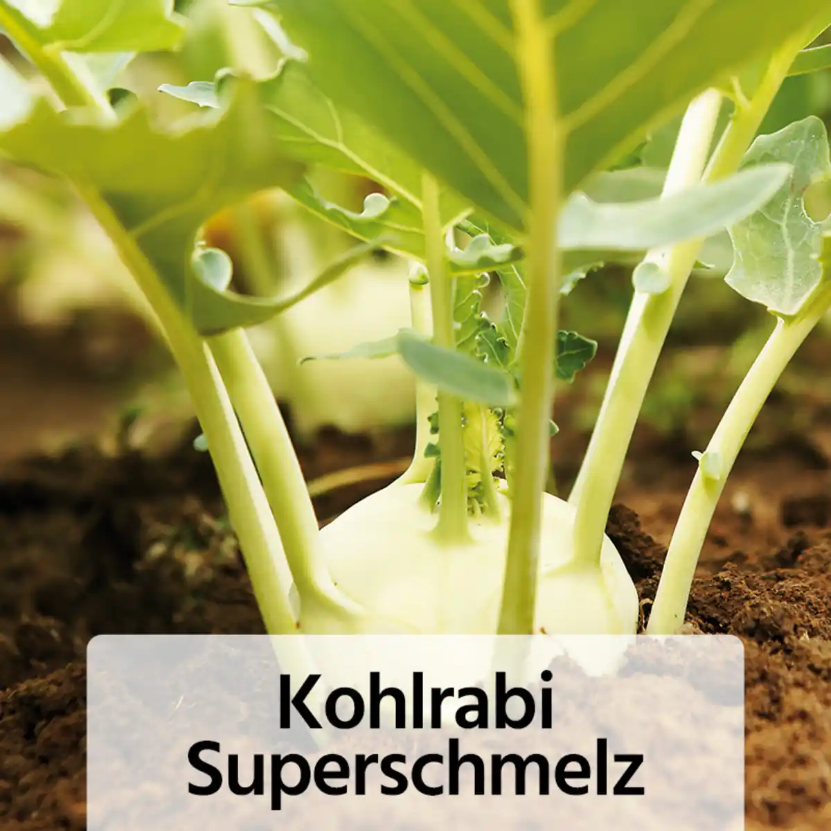 Bild 3 von Gemüsepflanzen-Mix