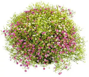 Sommerstauden XL